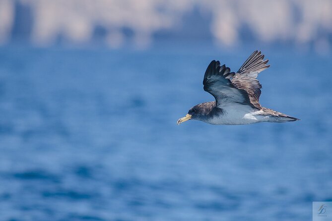 Feathers & Scales - Price and value at $84.69 for a 4-hour ocean hunt