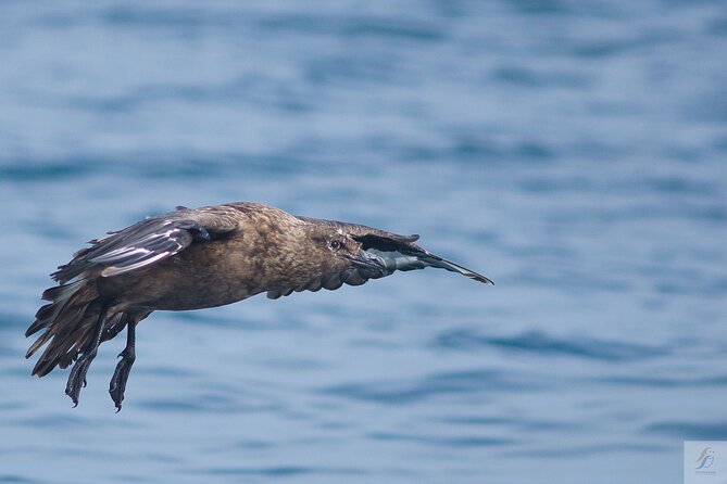 Feathers & Scales - Who this boat trip suits best