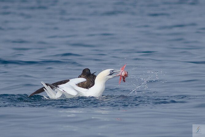 Feathers & Scales - Dolphins, seabirds, and seasonal whale sightings