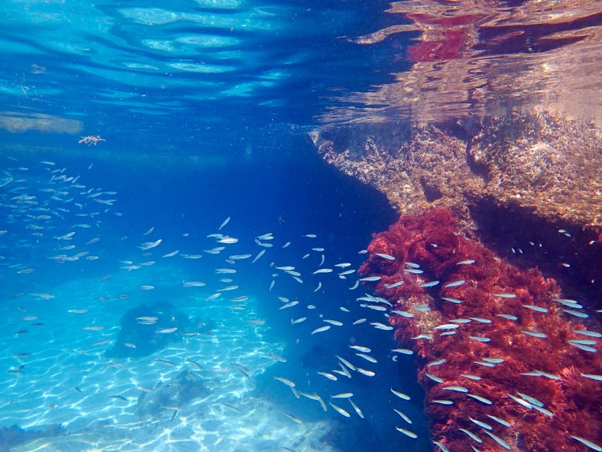 From Lisbon: Arrábida Natural Park Kayak Tour with Lunch - Snorkeling and Swimming Tips: Cold Water Is Part of the Deal