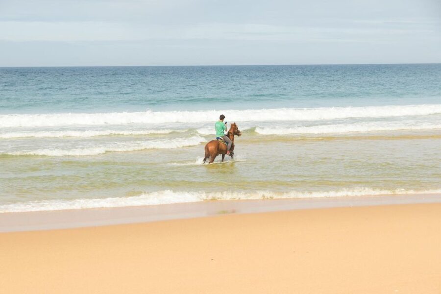 From Lisbon: Horseback Riding on Comporta Beach - Meeting the horses: calm mounts and Lusitano as your starting point