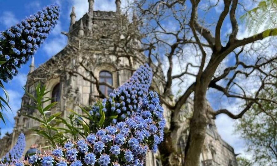 From Lisbon: Sintra, Pena Palace and Regaleira Day Trip - Price and value: what $64 covers and what to budget extra