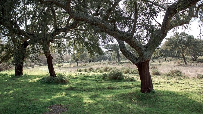 From Lisbon to Alentejo: Évora and Megaliths Full-Day Tour - The Chapel of Bones is the stop you will remember