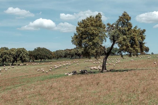 From Lisbon to Alentejo: Évora and Megaliths Full-Day Tour - Price and value: does $108.84 make sense?