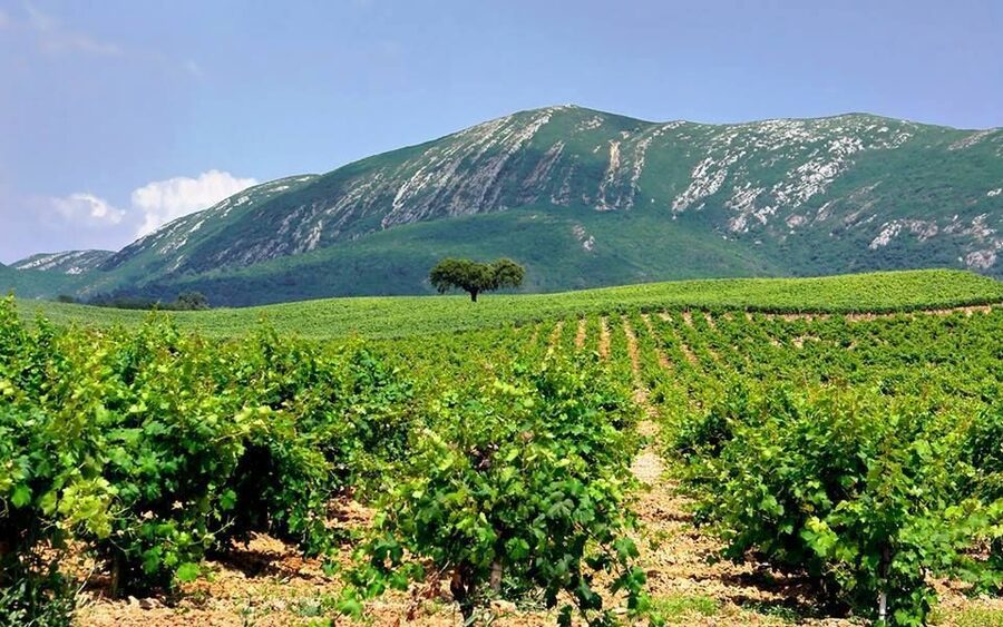 Full Day Private Wine Tour in Arrabida - Lunch and timing: how to plan your day like a pro
