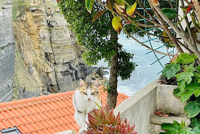 Half-Day Tour in Cascais / Sintra with Brunch and Wine Tasting - Colares vineyard area: sand-grown grapes with a point