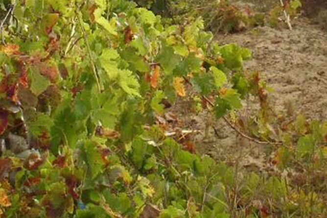 Half-Day Tour in Cascais / Sintra with Brunch and Wine Tasting - Moinho Dom Quixote brunch: the meal that sets the tone