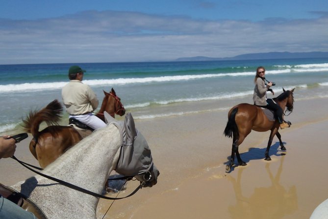 Horse Riding Tour on the Beach Lisbon region - Transport that reduces stress: air-conditioned minivan and hotel door-to-door