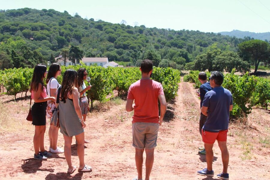 Lisbon: Arrábida and Sesimbra Day Trip with Wine - Family-run manor wine tasting, small and human