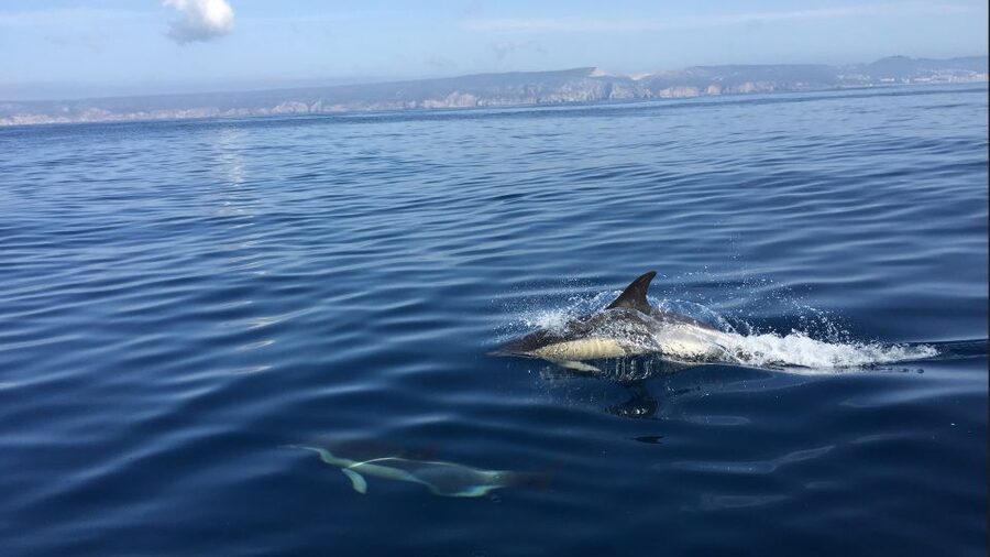 Lisbon: Arrábida Natural Park Dolphin Watching Boat Tour - Key things that make this tour worth your time