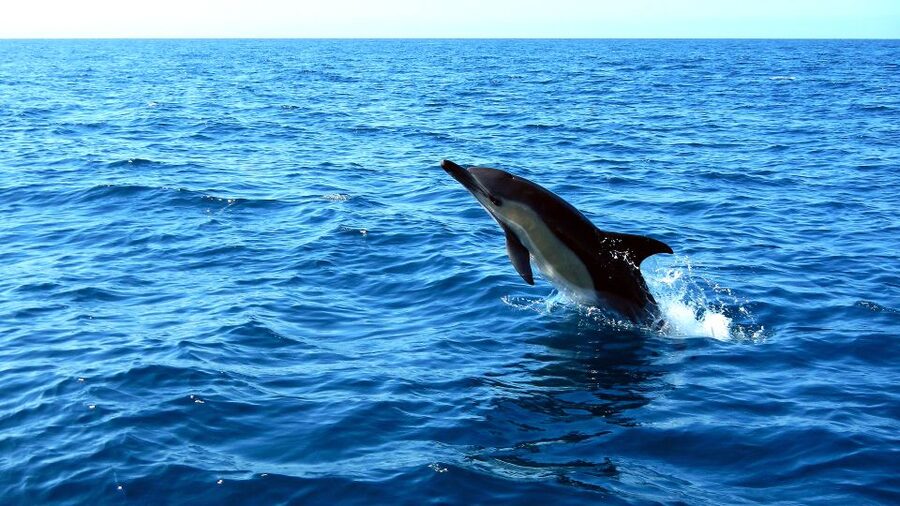 Lisbon: Arrábida Natural Park Dolphin Watching Boat Tour - How long it really takes, and why conditions change everything