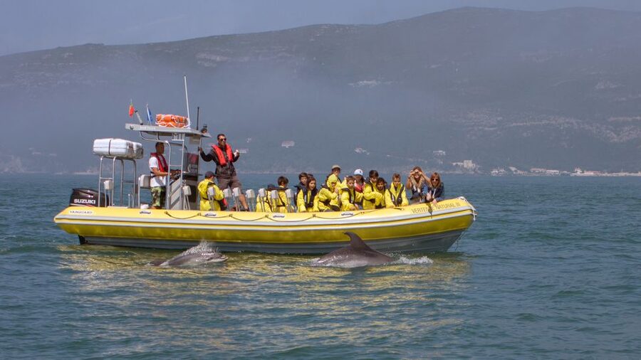 Lisbon: Arrábida Natural Park Dolphin Watching Boat Tour - Why Arrábida dolphins feel special from the water