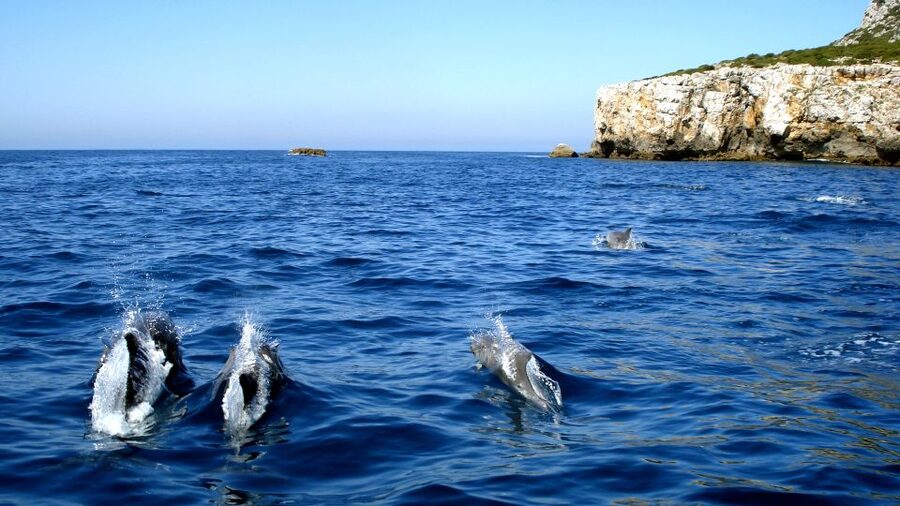 Lisbon: Arrábida Natural Park Dolphin Watching Boat Tour - The Sesimbra start: what to do before the engine starts