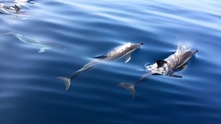 Lisbon: Arrábida Natural Park Dolphin Watching Boat Tour - The boat ride: calm water, protected coastline, and real searching