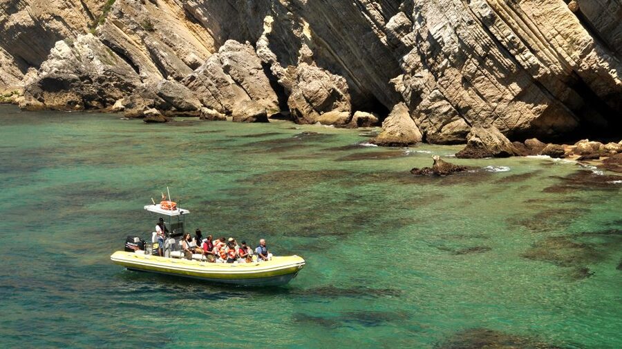 Lisbon: Arrábida Natural Park Dolphin Watching Boat Tour - Dolphins in Arrábida: what you should watch for