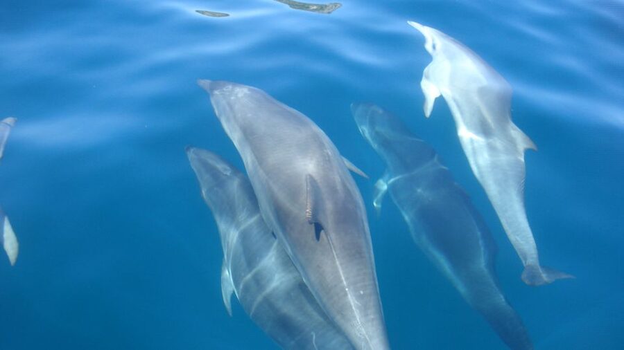 Lisbon: Arrábida Natural Park Dolphin Watching Boat Tour - Coastline stops: caves, California Beach, and Praia do Cavalo