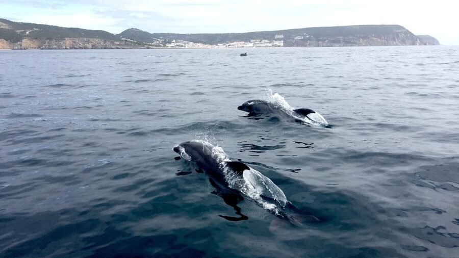 Lisbon: Arrábida Natural Park Dolphin Watching Boat Tour - The included pastry stop, plus the local flavor moment