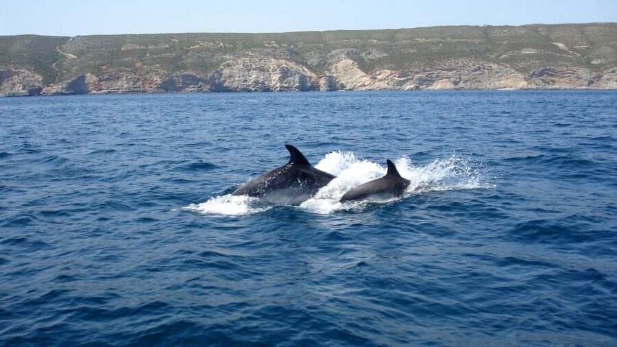 Lisbon: Arrábida Natural Park Dolphin Watching Boat Tour - Guides you remember: Marta, Mario, Jessica, Francisco, José