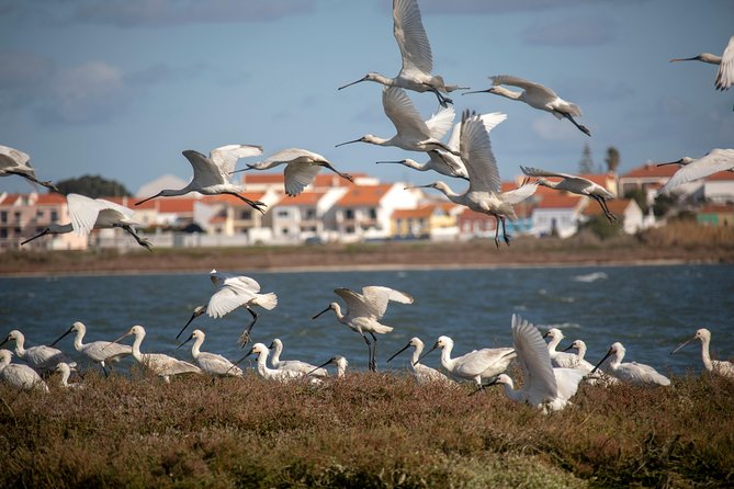 Lisbon : Birdwatching Boat Tour - Tagus Estuary - Quick take: who this Tagus Estuary bird boat trip is for