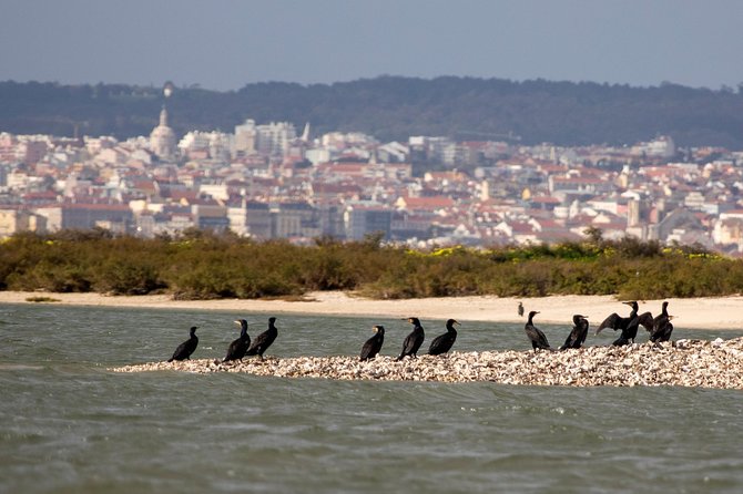 Lisbon : Birdwatching Boat Tour - Tagus Estuary - SeaEO Tours dock to Tagus Estuary Reserve: how the morning flows