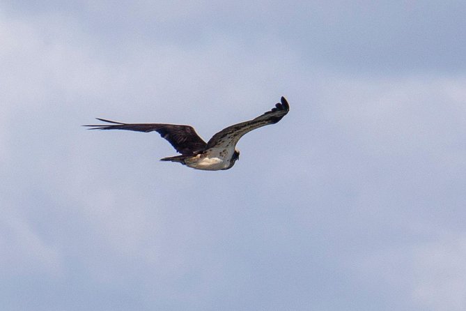 Lisbon : Birdwatching Boat Tour - Tagus Estuary - Binoculars, life jackets, and how bird spotting actually works