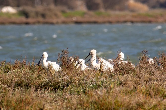 Lisbon : Birdwatching Boat Tour - Tagus Estuary - Why the small group cap matters for real birding