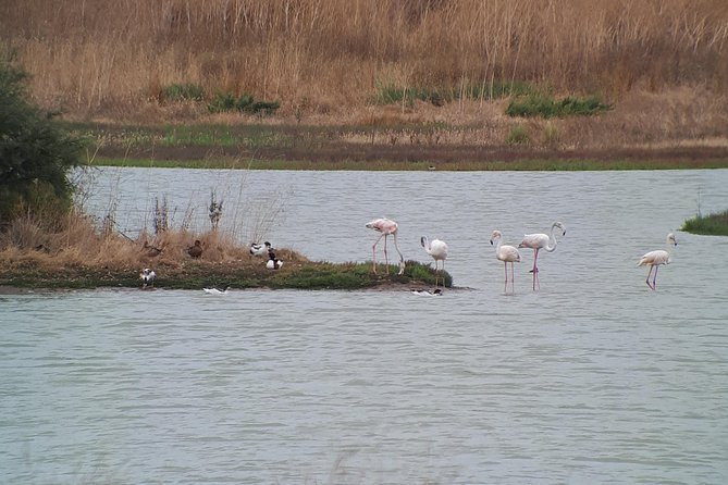 Lisbon : Birdwatching Boat Tour - Tagus Estuary - Weather, clothing, and what to pack (based on what’s not included)