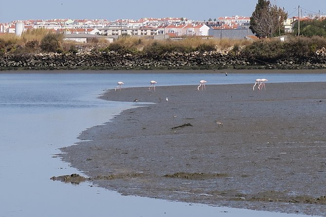 Lisbon : Birdwatching Boat Tour - Tagus Estuary - Praça do Comércio stop: a short break in Lisbon’s Pombaline center