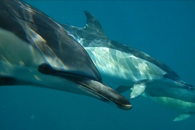 Lisbon: Dolphin Watching with a Marine Biologist - Ocean Safari - Where you start, and why Doca de Santo Amaro matters