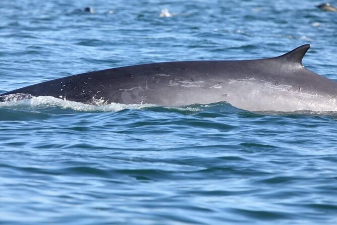 Lisbon: Dolphin Watching with a Marine Biologist - Ocean Safari - How a marine biologist changes the whole experience