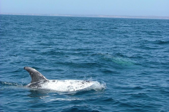 Lisbon: Dolphin Watching with a Marine Biologist - Ocean Safari - Dolphins, and the rest of the wildlife you might spot