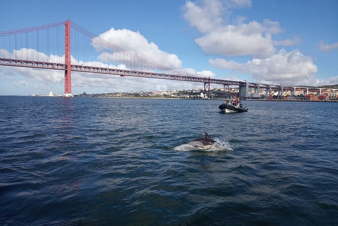 Lisbon: Dolphin Watching with a Marine Biologist - Ocean Safari - Price, value, and who this tour fits best