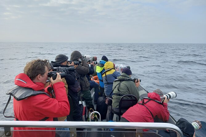 Lisbon: Dolphin Watching with a Marine Biologist - Ocean Safari - Should you book Ocean Safari with SeaEO?