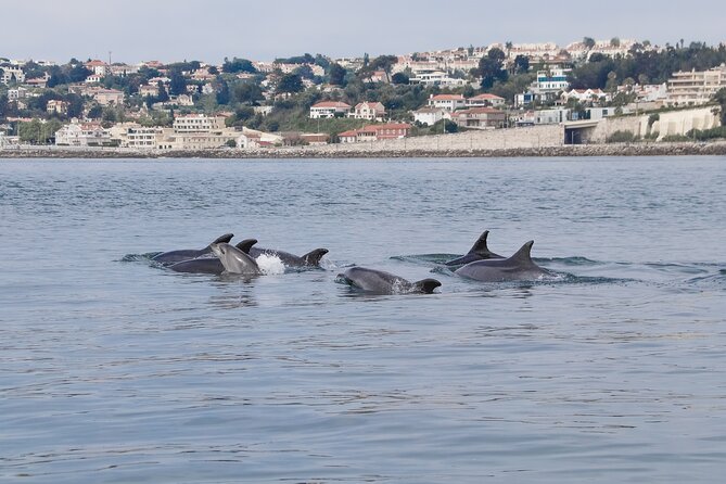 Lisbon: Dolphin Watching with a Marine Biologist - Ocean Safari - The RIB ride, seats, and the real seasickness plan