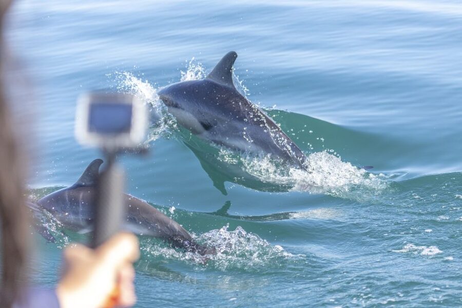 Lisbon: Dolphin Watching with Marine Biologist - Key Things You’ll Care About on This Dolphin Watching Trip