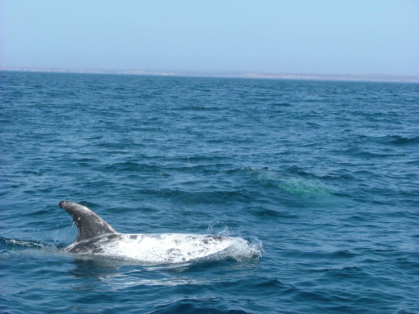Lisbon: Dolphin Watching with Marine Biologist - Price and Value: Is $76 Worth a Marine Biologist Sea Safari?