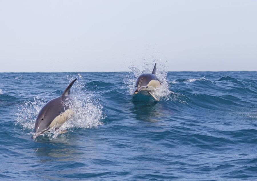 Lisbon: Dolphin Watching with Marine Biologist - Meeting at Doca de Santo Amaro, Gate 3, Under the Red Bridge