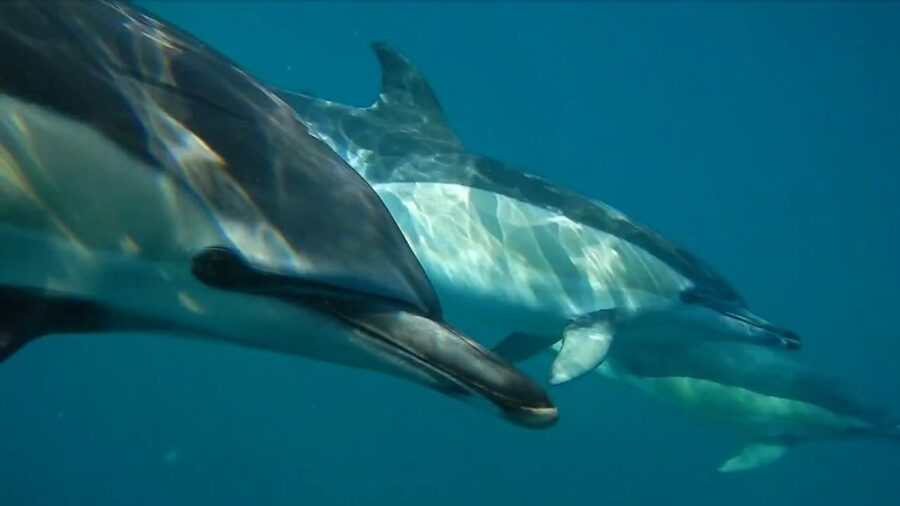 Lisbon: Dolphin Watching with Marine Biologist - What You Might See: Dolphins, Seabirds, and Other Ocean Visitors