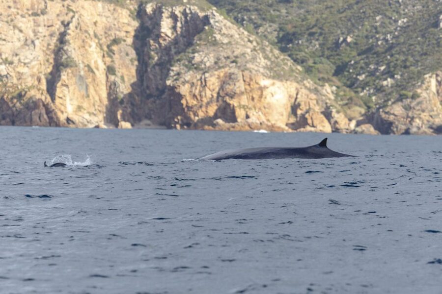 Lisbon: Dolphin Watching with Marine Biologist - Extending the Search Toward Cascais Waters