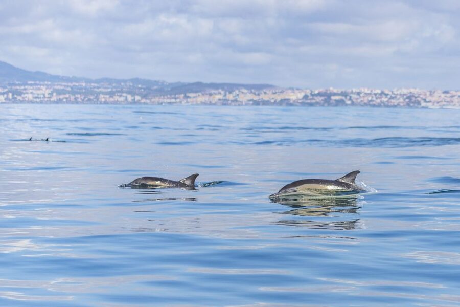 Lisbon: Dolphin Watching with Marine Biologist - The 3-Hour Timing: What It Feels Like in Real Life