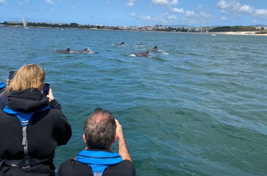 Lisbon: Dolphin Watching with Marine Biologist - Small Group - FAQ