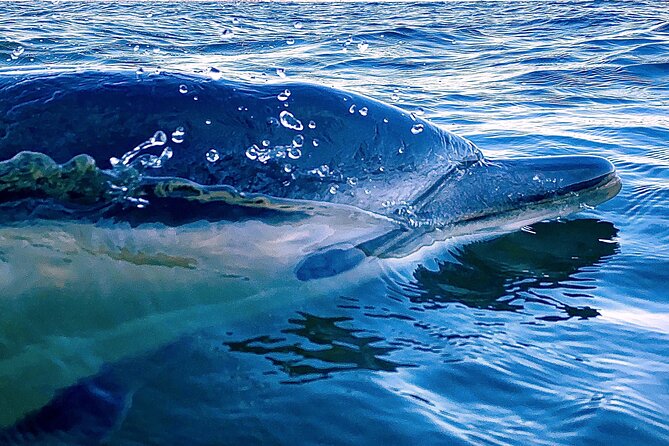 Lisbon: Dolphin Watching with Marine Biologist - Small Group - The Marine Biologist Component, Science You Can Actually Use