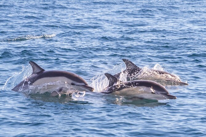 Lisbon: Dolphin Watching with Marine Biologist - Small Group - Wildlife Odds Beyond Dolphins, Whales and Seabirds Can Show Up