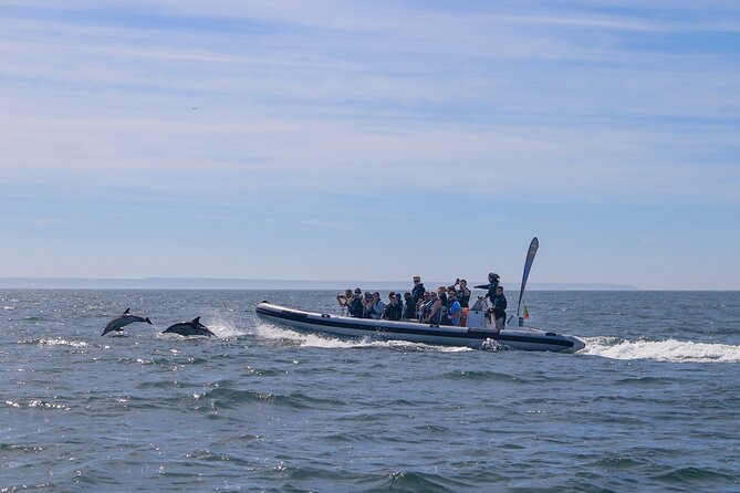 Lisbon: Dolphin Watching with Marine Biologist - Small Group - Speedboat Comfort and Safety, What to Bring and What to Expect