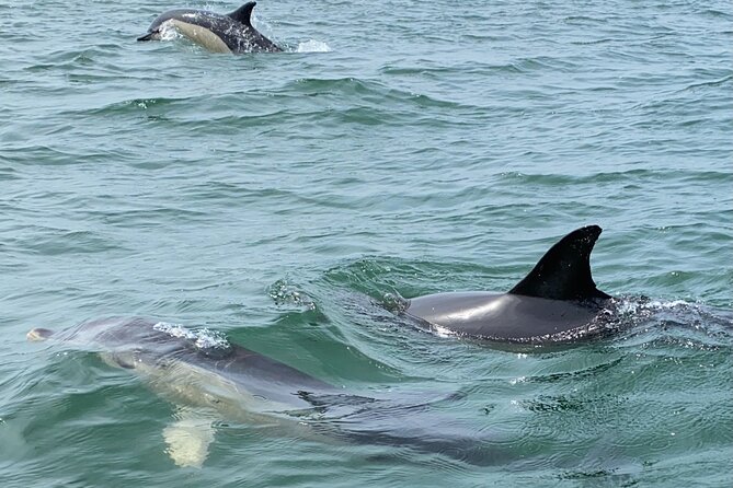 Lisbon: Dolphin Watching with Marine Biologist - Small Group - Value at Around $61, What You Pay For Besides Dolphin Time