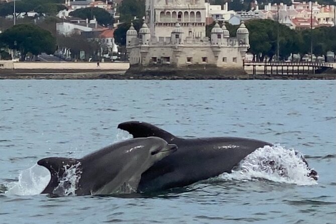 Lisbon: Dolphin Watching with Marine Biologist - Small Group - Sustainable Tourism That Feels Real, Not Just a Slogan