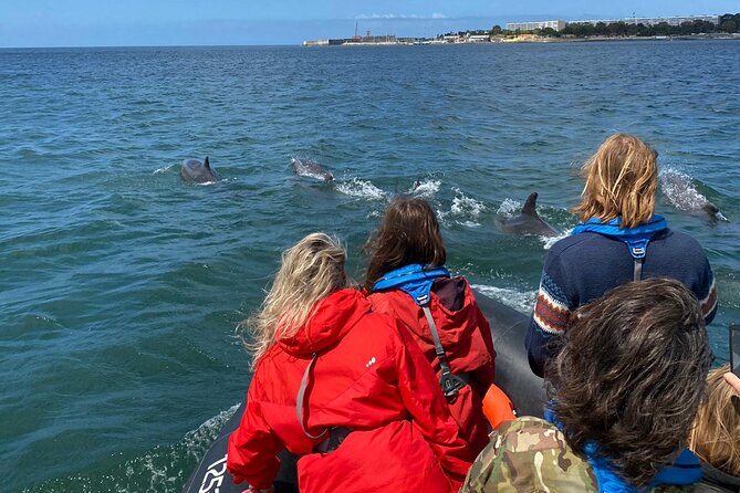Lisbon: Dolphin Watching with Marine Biologist - Small Group - Should You Book This Lisbon Dolphin Watching Tour?