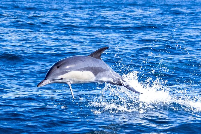 Lisbon: Dolphin Watching with Marine Biologist - Small Group - What the 3 Hours Feel Like, From River Smooth to Open Sea
