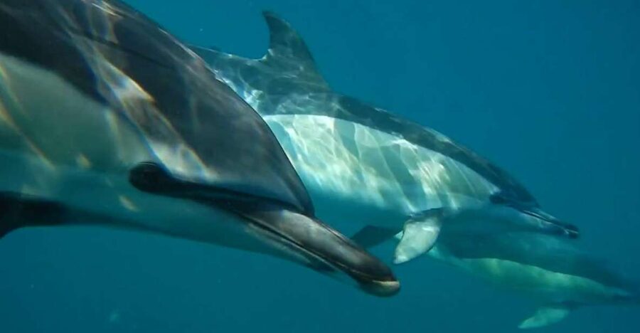 Lisbon: Dolphin Watching with Marine Biologist - The Marine Biologist Hunt: How You Actually Find Dolphins