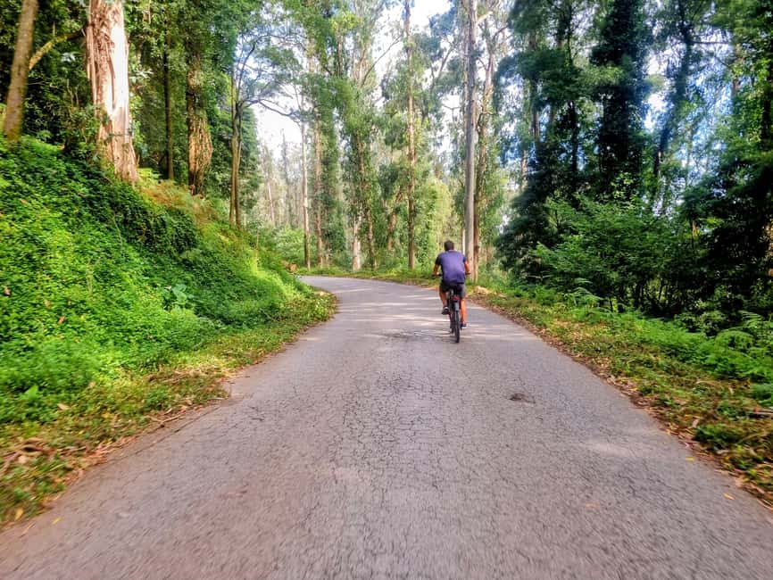 Lisbon: Explore Lisbon’s Green Lung & Belém by E-Bike - Monsanto Forest Park: Lisbon’s lungs on two wheels